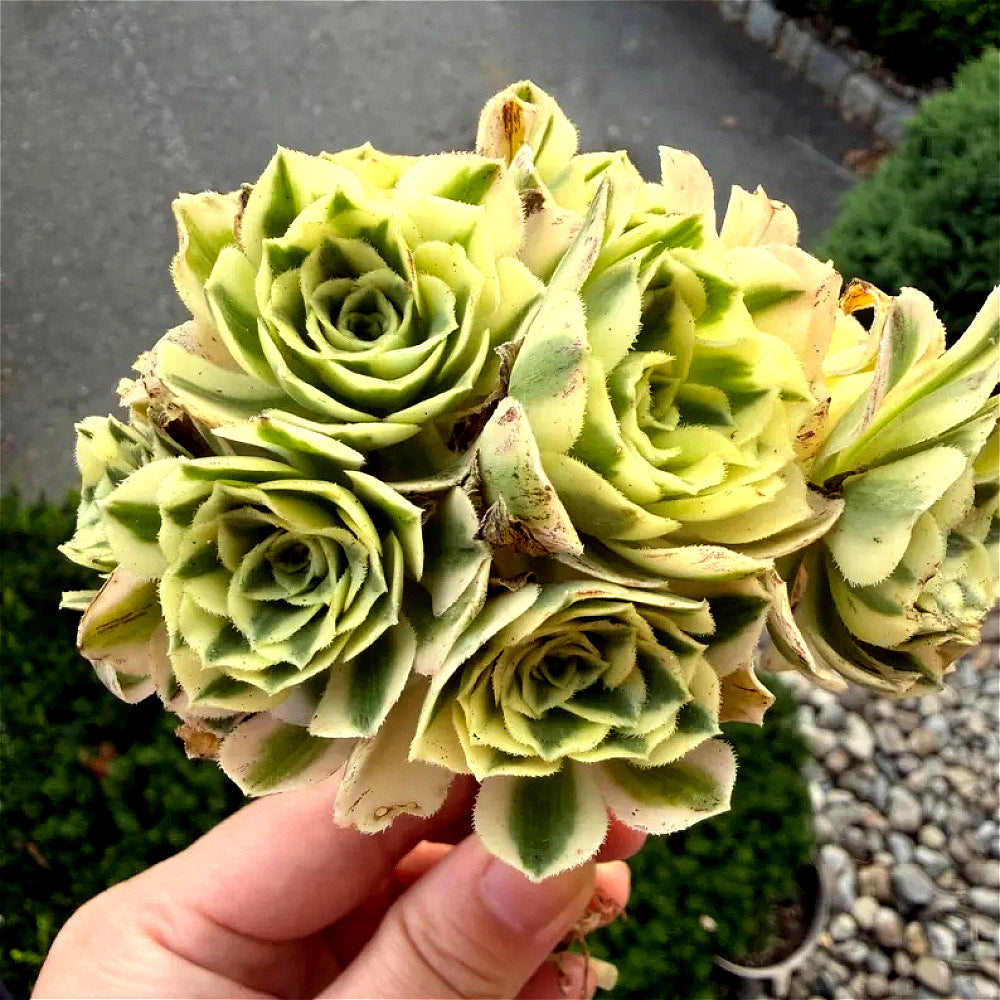 Luxury Rare Small-Bouquet-Style Succulent - Aeonium 'Maybach' Variegata Cluster - Perfect As Wedding Favors or Indoor Decor