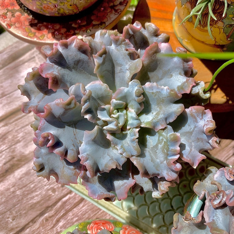 Echeveria 'Crispate Beauty' Single-stemmed Living Plant Approx. 4 inches in Diameter