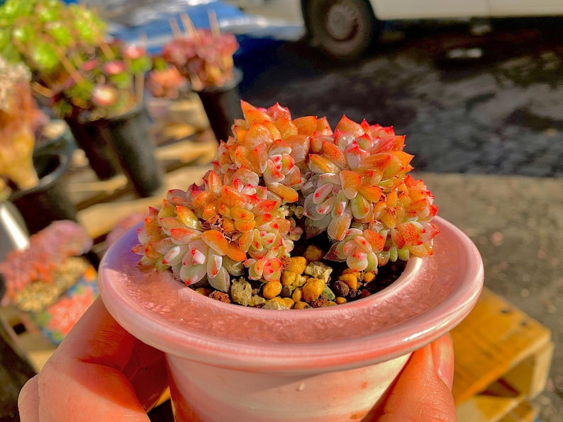 Rare Echeveria ‘Orange Monroe’ | Boutique Succulent | WYSIWYG | Bare Root Plant 2512-053