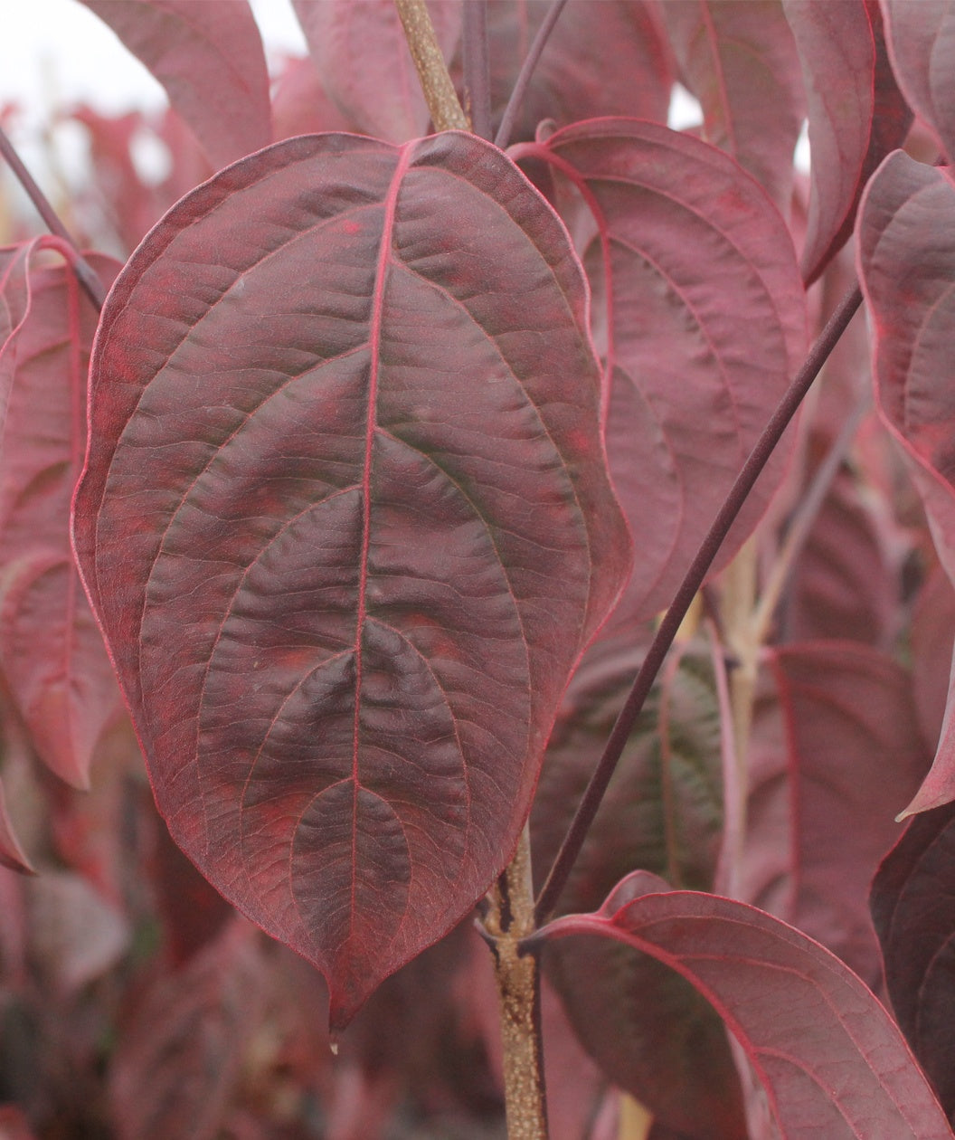 Flowering Dogwood Tree 'Cherokee Brave Dogwood'