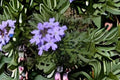 Glandularia bipinnatifida Seeds – Dakota Vervain, Native Purple Wildflower for Meadows & Dry Gardens, Perennial, Drought-Tolerant