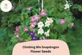 Climbing Mix Snapdragon Seeds (Antirrhinum majus) | 1000+ Seeds for Trellises & Vertical Gardens