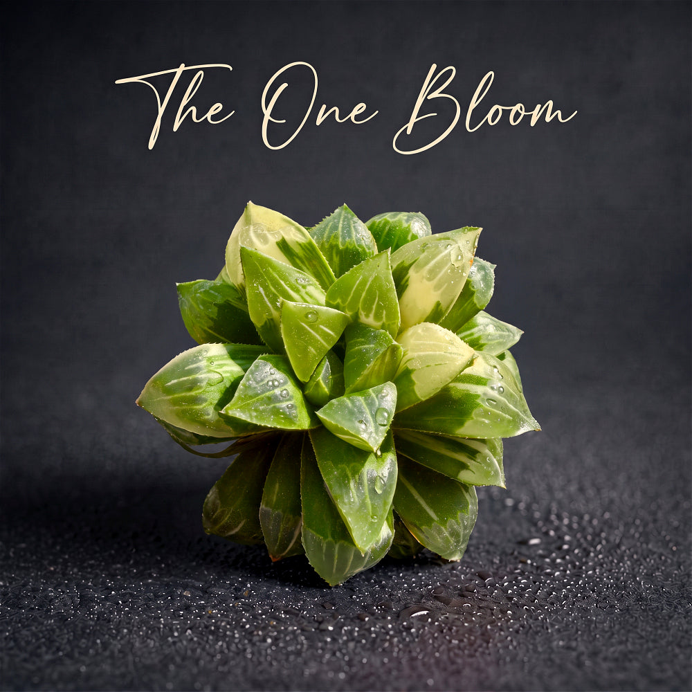 Haworthia 'Heidelbergensis' ~3" Diameter Preferred Succulent Live Plant