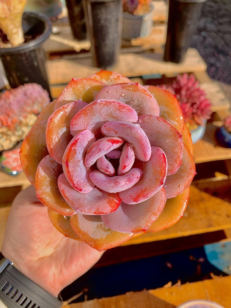 2512-047 Boutique Big Rare Succulents/Echeveria Cream Tea /What You See is What You Get/Bare Root Without Soil Pot/Plants Gifts