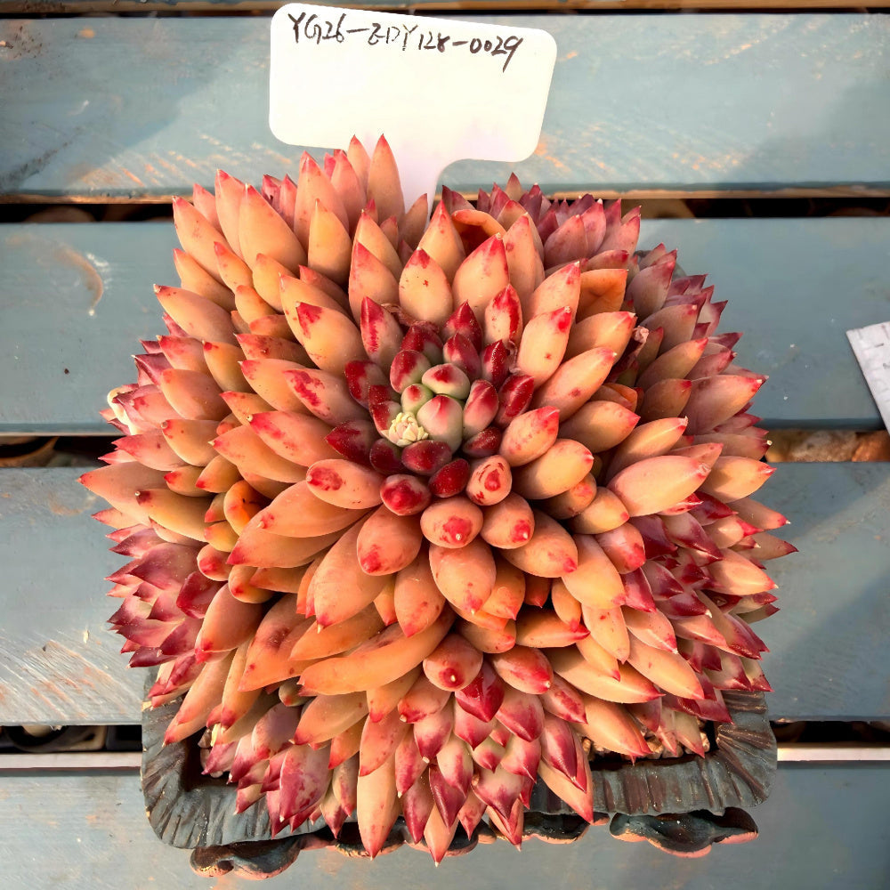 EDY128-0029 Echeveria ’Pink Cherry' Gen 2 - Rare Large 5"-5.5" Live Succulent
