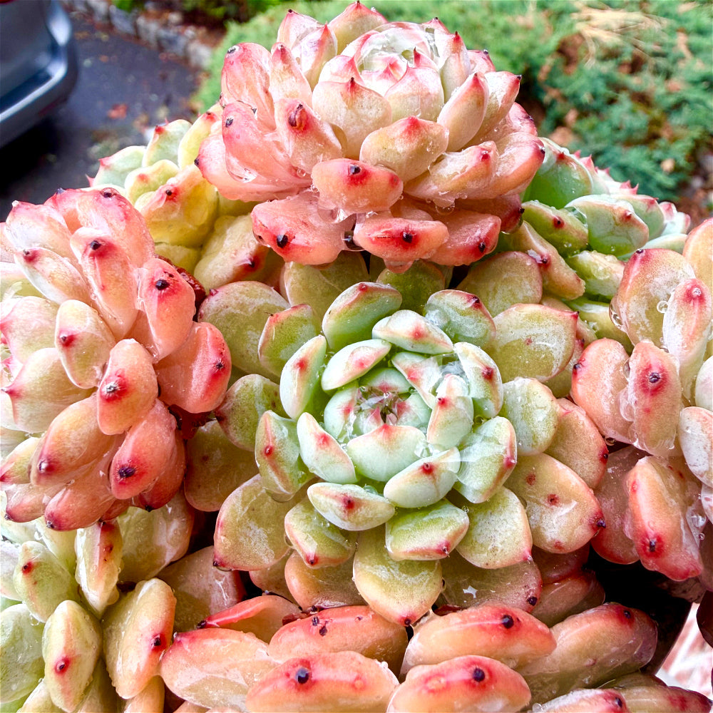 Echeveria 'Rosy Glow' - 6.5"-7" Collector Plant - Rare Live Succulent Only One Available - Exact Plant Shown WYSIWYG