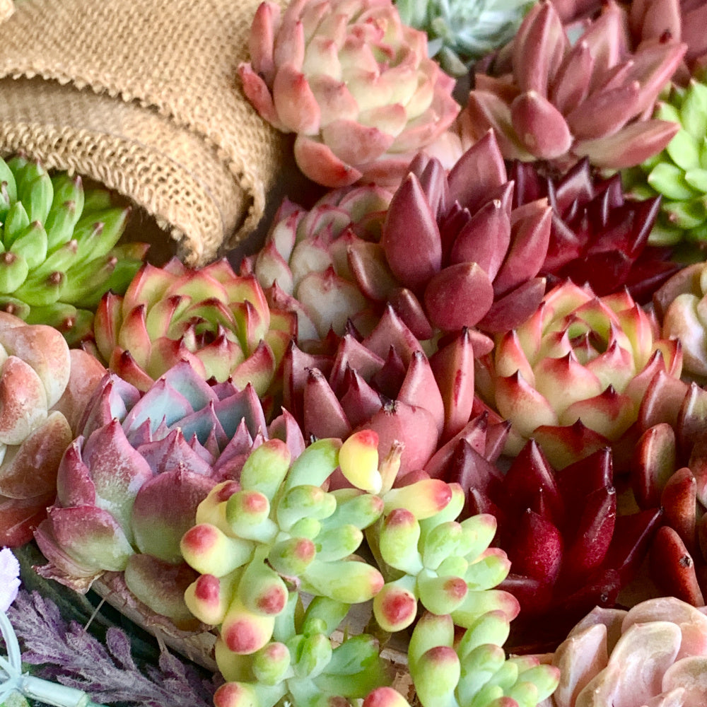 6-pcs Large Premium Assorted Succulents - Diameter 1.8"-3" Mix Plants Random Rare Succulents