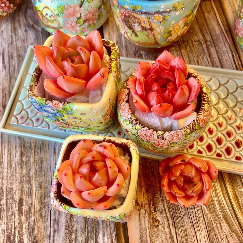 Rare Rosette-forming Succulent - Echeveria 'Champagne' - Highly Valued For Drought-tolerant and Unique Color Transformations