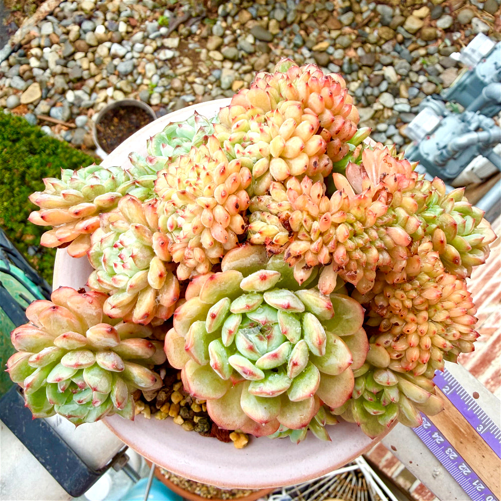 1 of 1 Echeveria 'Chubby Hani' Cristation 5"-5.5" Rare Collector Succulent - Exact Plant Shown One-of-a-Kind
