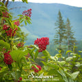 Pacific Red Elderberry Seeds – Sambucus racemosa var. racemosa – Heirloom, Non-GMO, American Grown, Perennial Shrub for USDA Zones 3-9