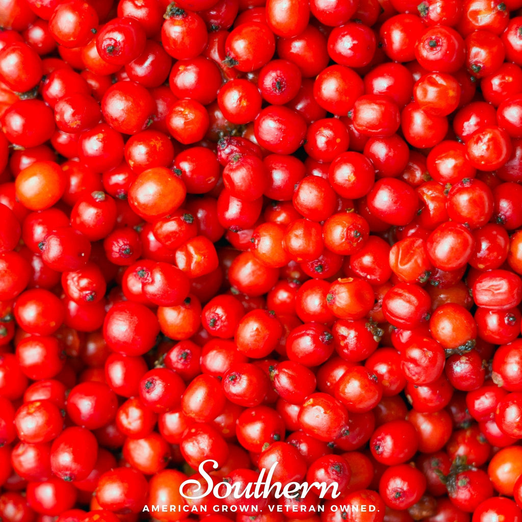 Pacific Red Elderberry – 50 Seeds