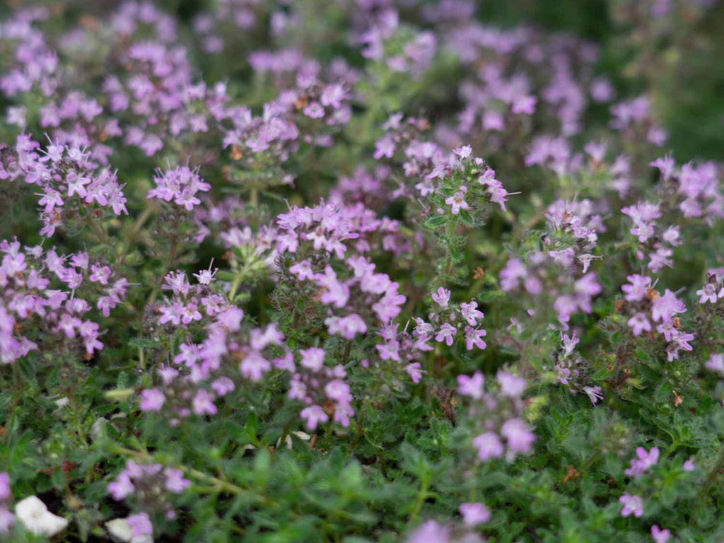 Thyme 'Elfin'