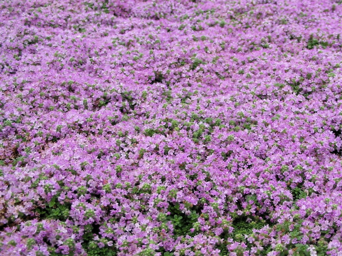 Thyme 'Elfin'