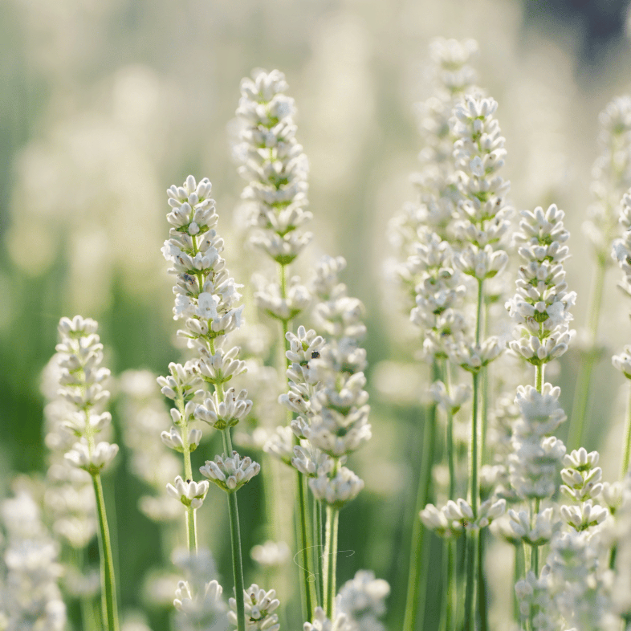 Ellagance Snow Lavender – 20 Seeds