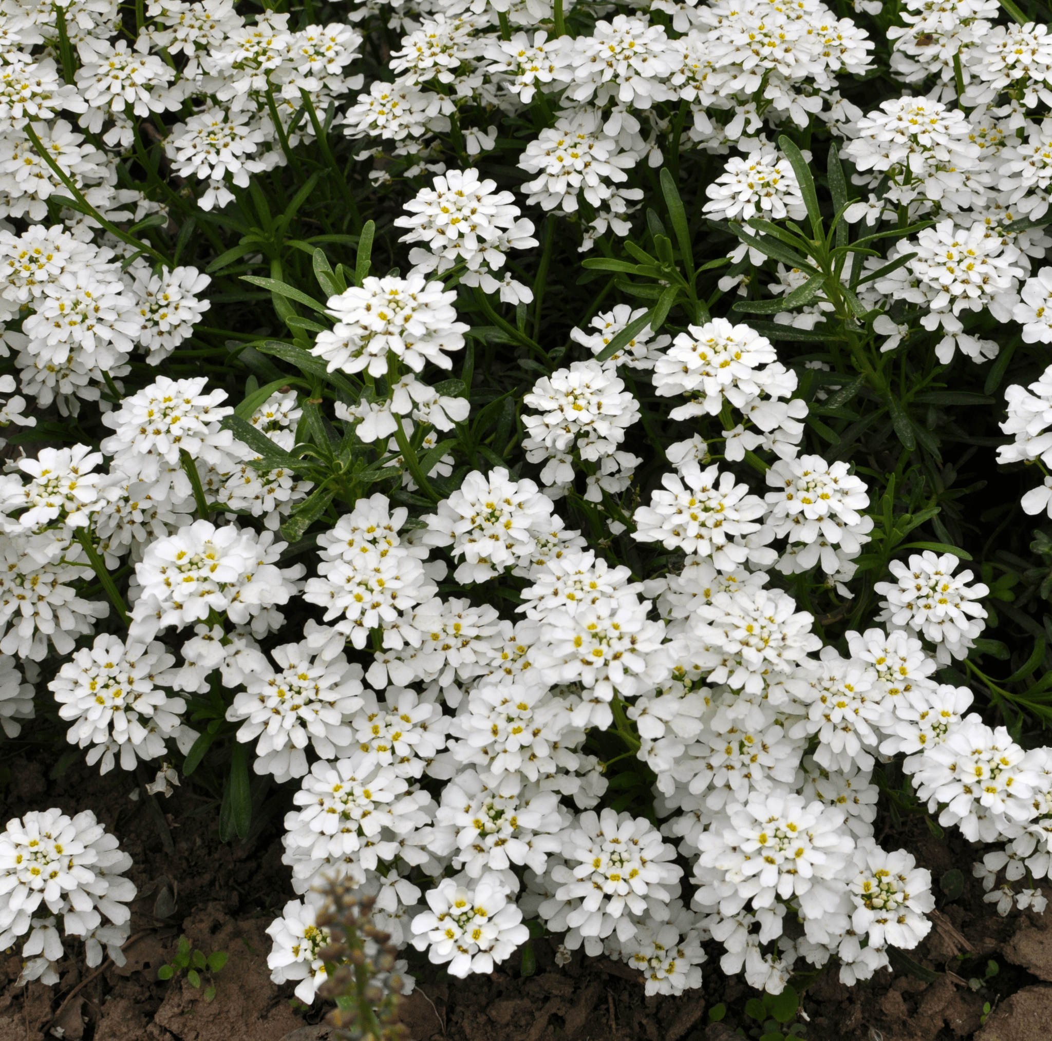 Empress Rocket Candytuft – 100 Seeds