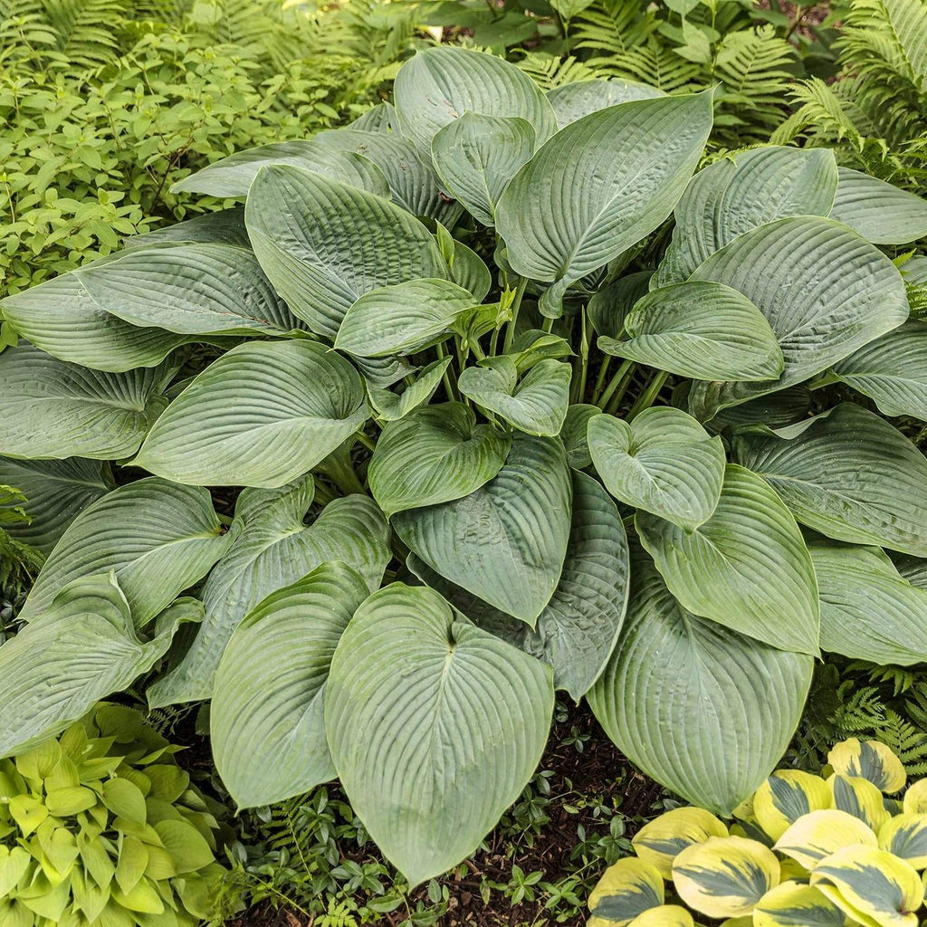Hosta 'Empress Wu'