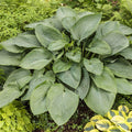 Hosta 'Empress Wu'