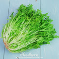 Green Curled Ruffec Endive Seeds – Heirloom, Frilly Green Leaves, Bitter Flavor, Frost-Tolerant, Non-GMO, 200 Seeds