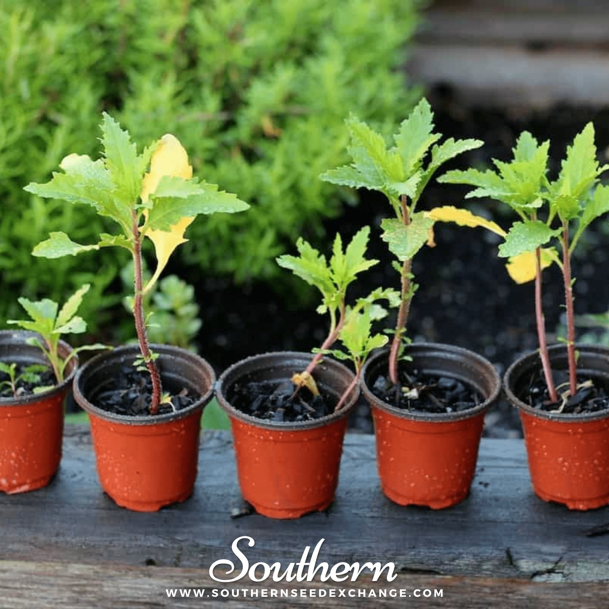 Epazote – 25 Seeds