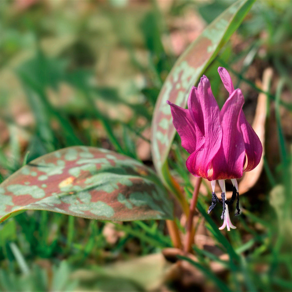 Erythronium - Dens-Canis Rose Queen