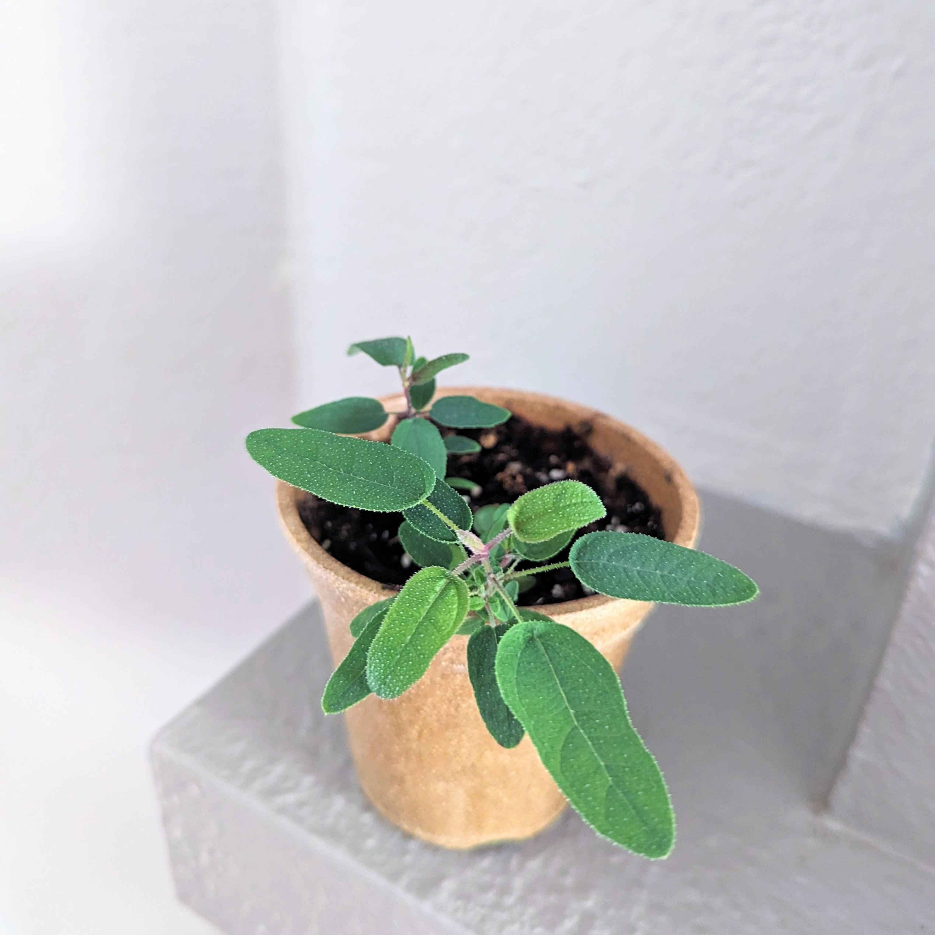 Eucalyptus Citriodora 'Lemon Eucalyptus' Seeds