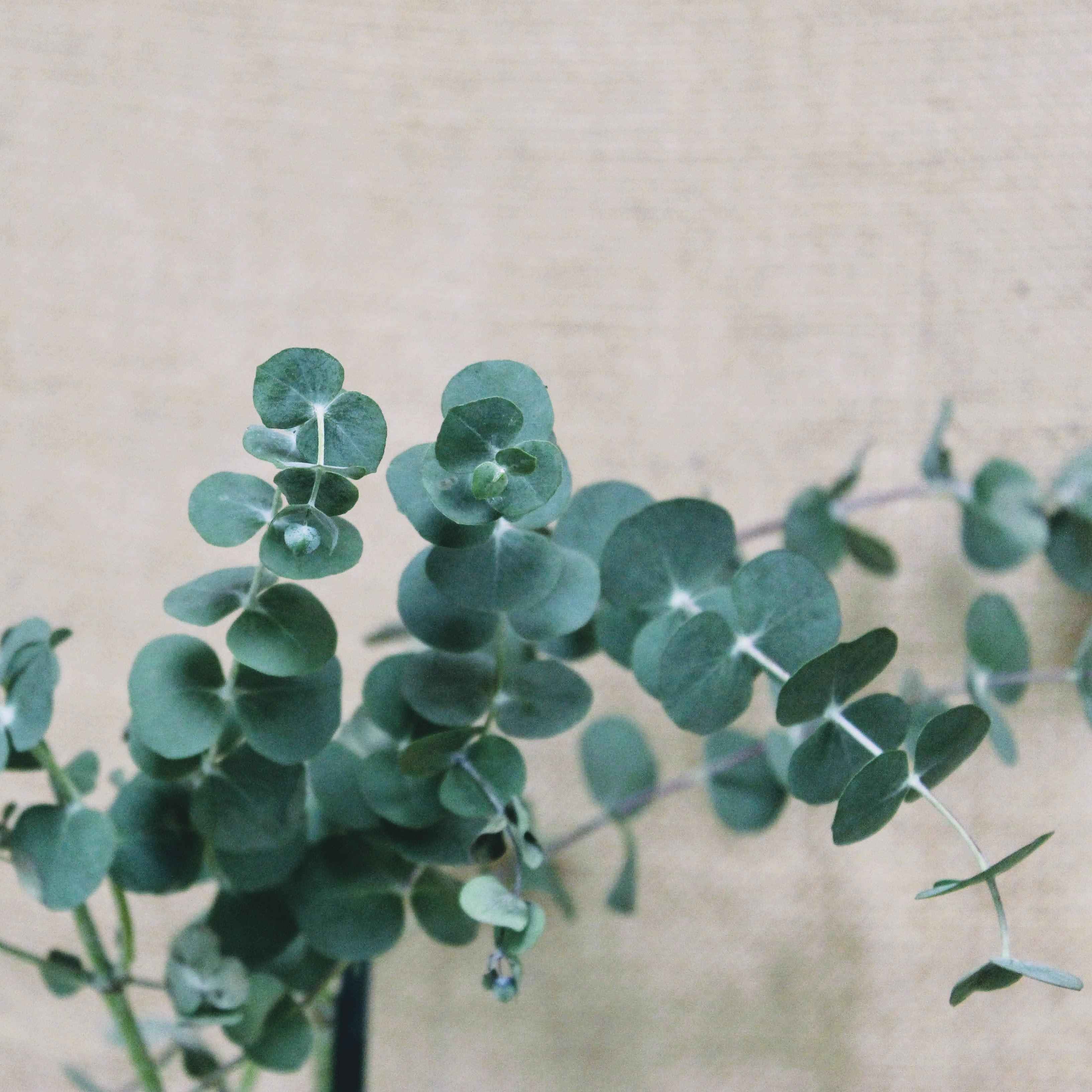 Eucalyptus Pulverulenta 'Baby Blue' Seeds