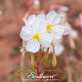 Pale Evening Primrose Seeds – Heirloom Non-GMO Perennial for Night Blooming, Drought Tolerant, Native American Plant, 100 Seeds