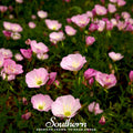 Showy Evening Primrose Seeds – Pink Ladies, Perennial, Fragrant, Native North American, Drought Tolerant, Groundcover, Oenothera speciosa