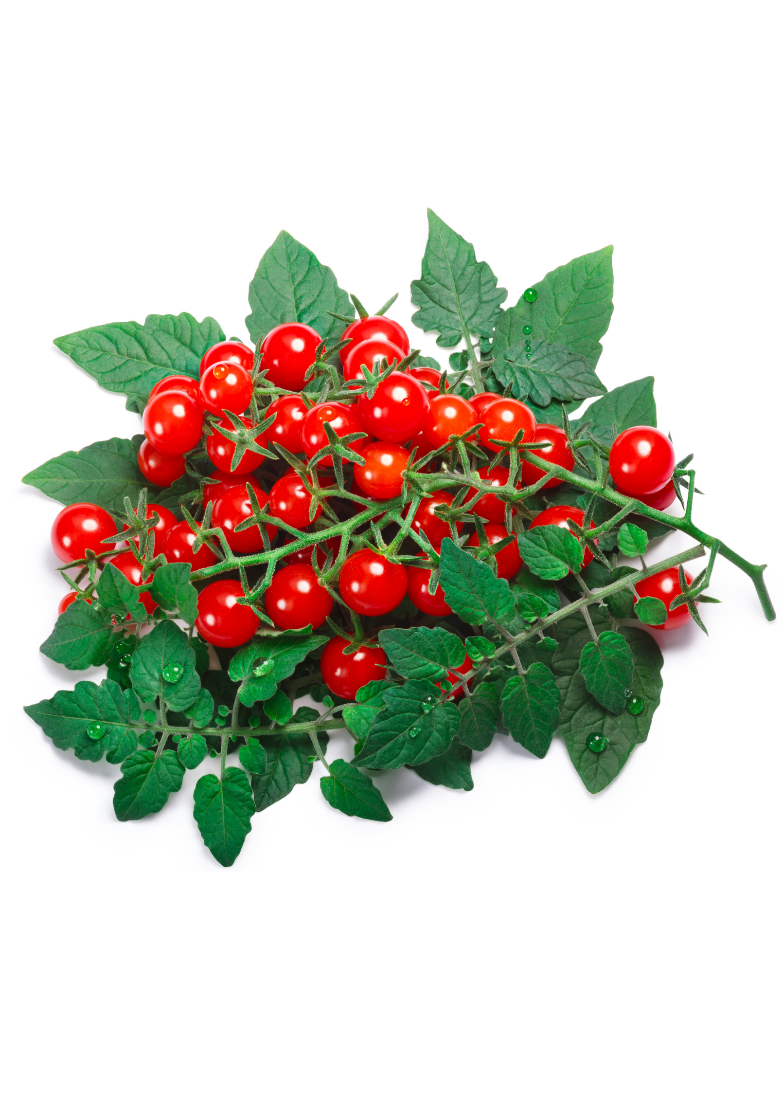 Everglades Tomato (Solanum pimpinellifolium)