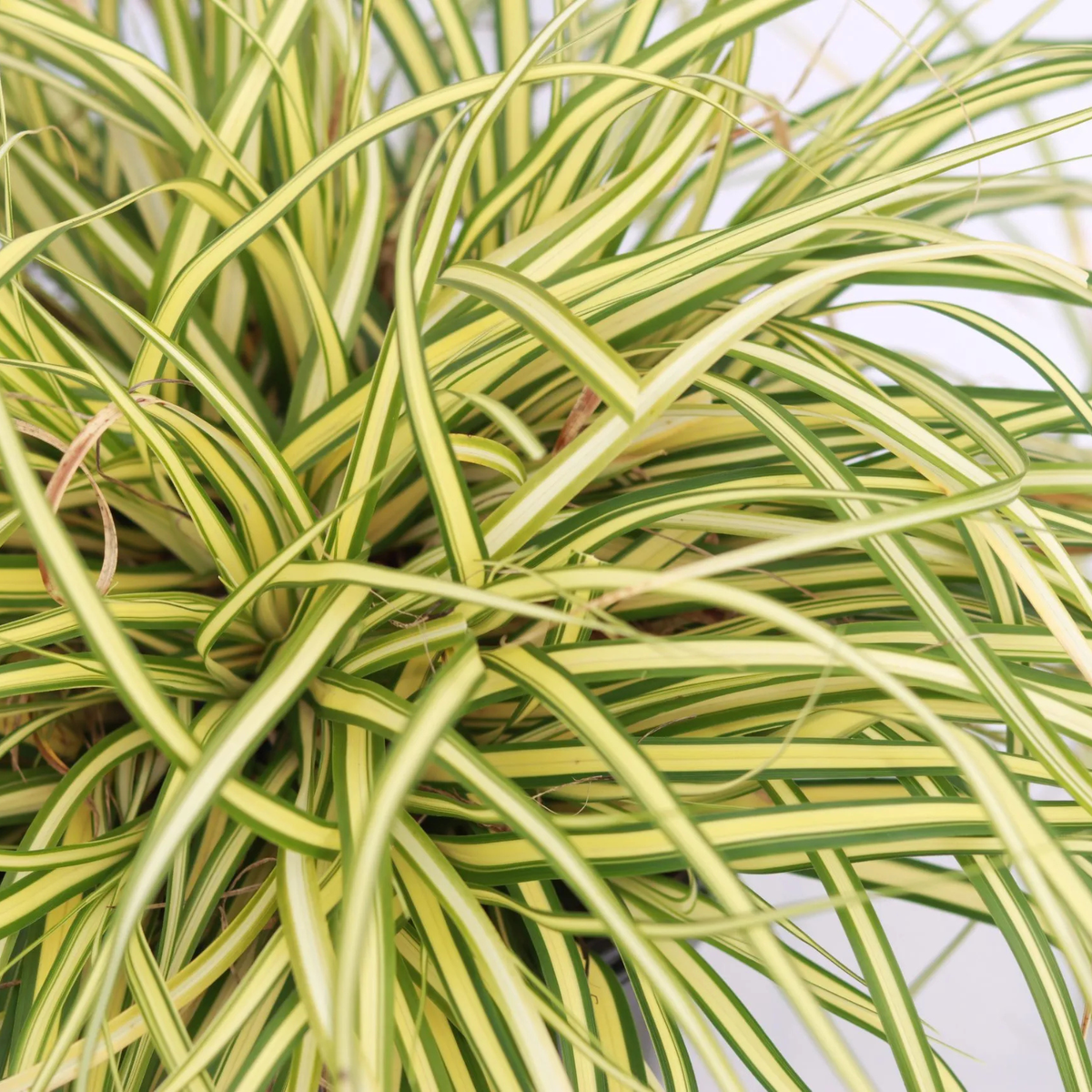 Carex 'Evergold'