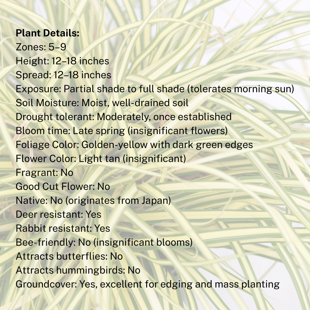 Carex 'Evergold'