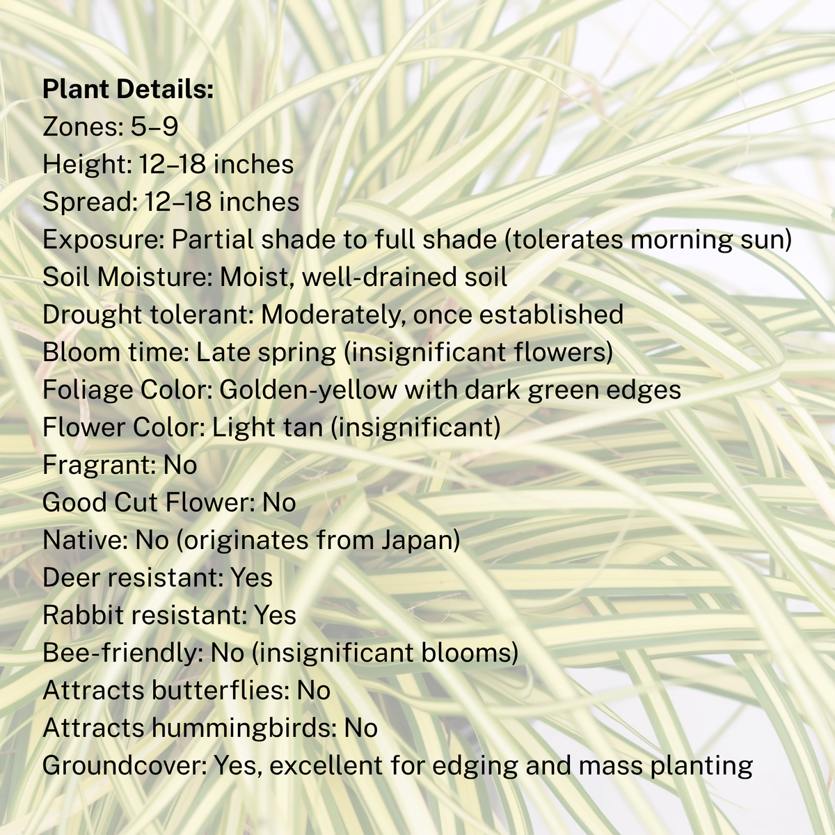 Carex 'Evergold'