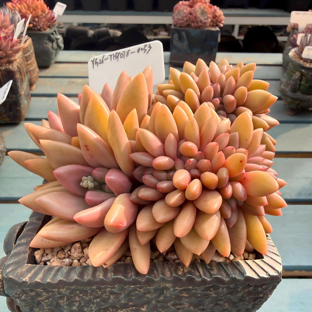 THY078-0033 Rare Echeveria 'Peach Blossom Spring' - 4-Years Grown 5" Large Living Succulent - A Unique Gift For Plant Lovers