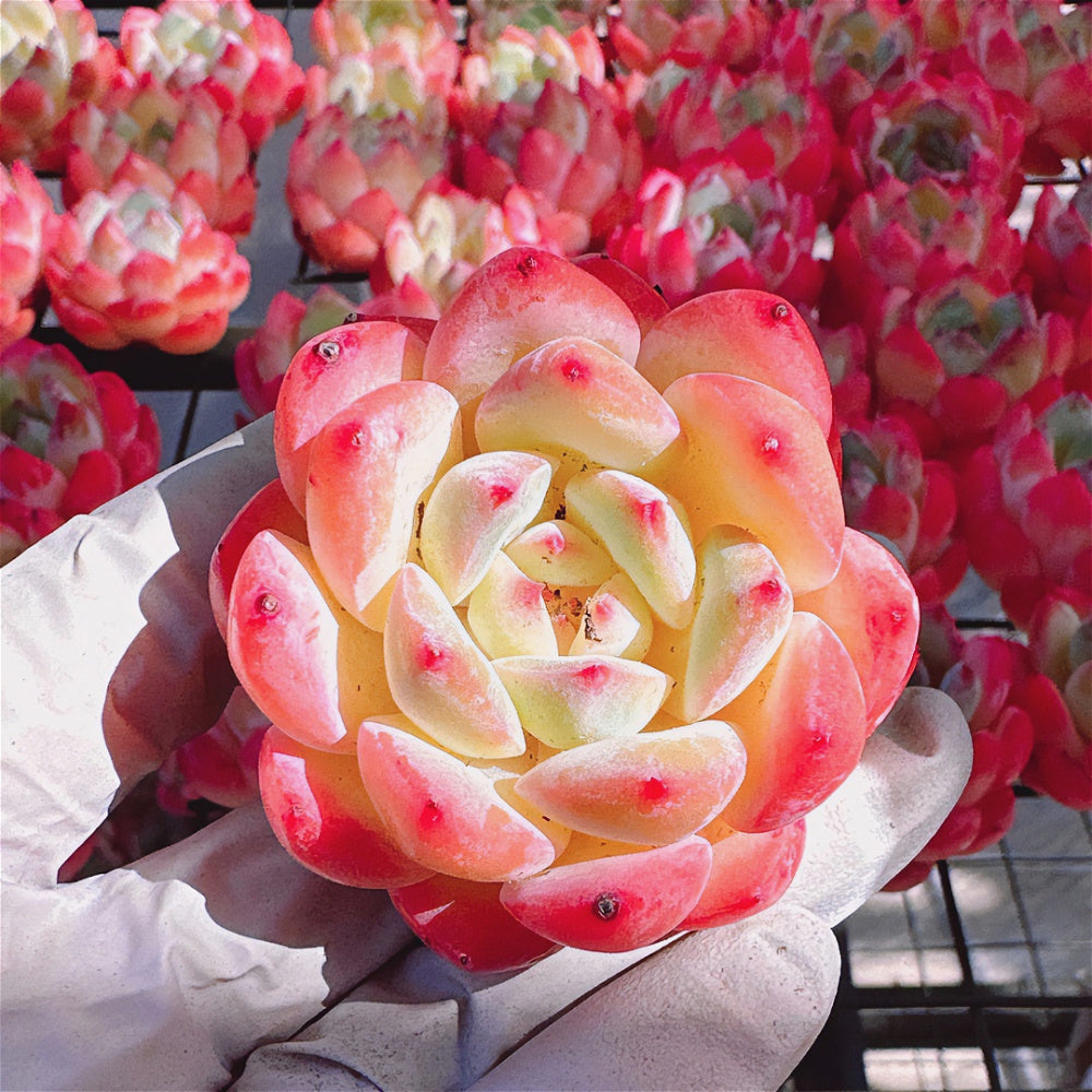 Echeveria 'Strawberry Almond' Succulent - Rare Pink Live Plant