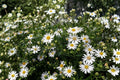 Heath Aster Seeds 100 Pack – Symphyotrichum pilosum Frost Aster Native Wildflower for Pollinators