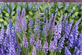 Penstemon cyaneus Seeds – Blue Beardtongue Wildflower for Pollinator Gardens, Native Meadow, Xeriscape, 100 mg