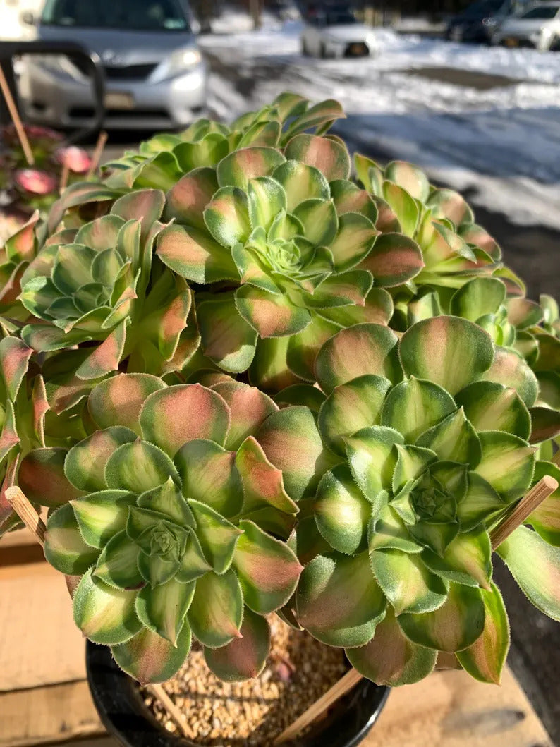 2512-005 Aeonium Arboreum 'Shaohua' - What You See What You Get Live - Boutique Rare Plant