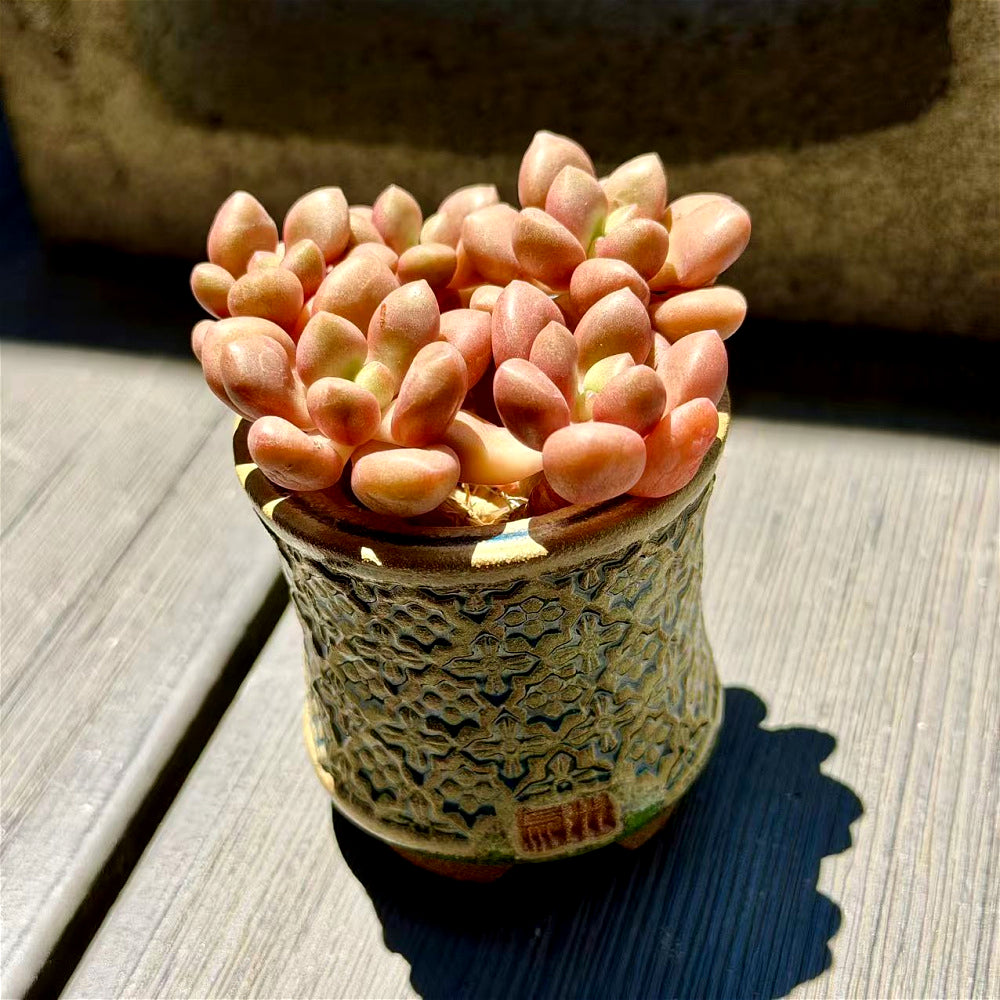 xGraptoveria 'Avant-garde' Clump-forming - 3-6 Heads Succulents Approx. 3"-3.5" in Diameter
