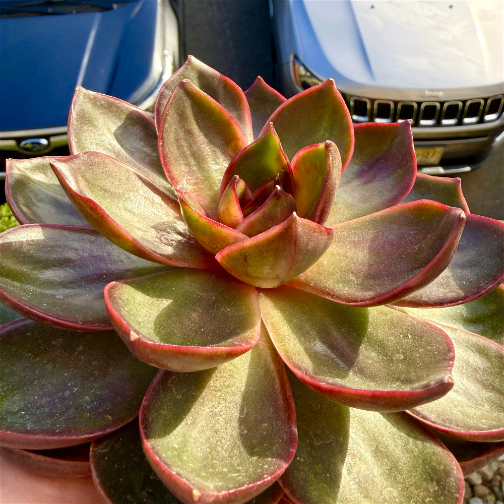 Echeveria 'Red Lantern' ~4"-5" - Boutique Rare Succulent Live Plant