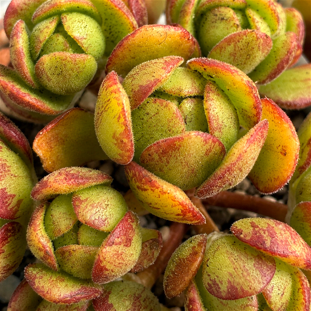 Aeonium 'Saundersii Pinheads' Variegata ~2"-2.5" Cluster Rosettes Rare Succulent Live Plant