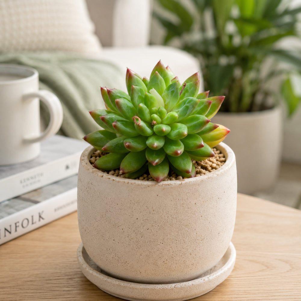 Echeveria 'Oracrium' - Single Diameter Approx. 2"-2.5"