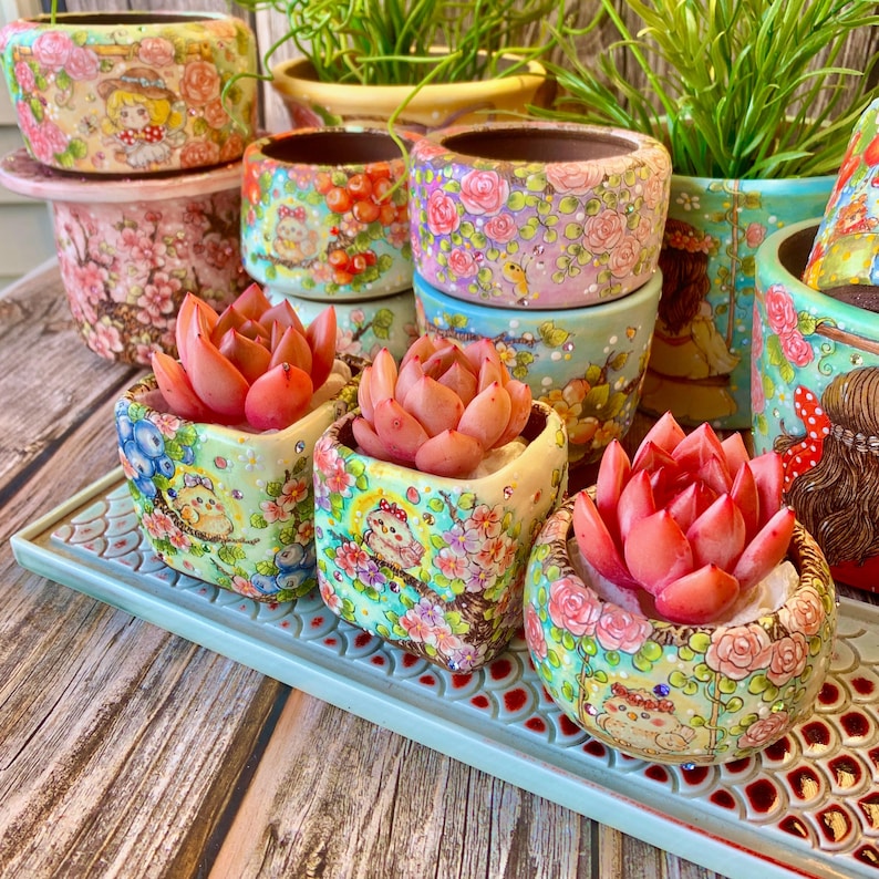 Rare Rosette-forming Succulent - Echeveria 'Champagne' - Highly Valued For Drought-tolerant and Unique Color Transformations