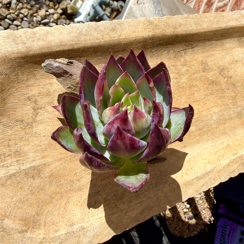 Echeveria Agavoides 'Casio' Variegata ~3"-3.5" Rare Succulent Live Plant