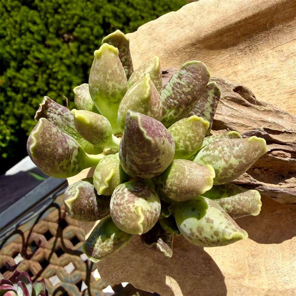Adromischus Cooperi var. Festivus 3"-3.5"