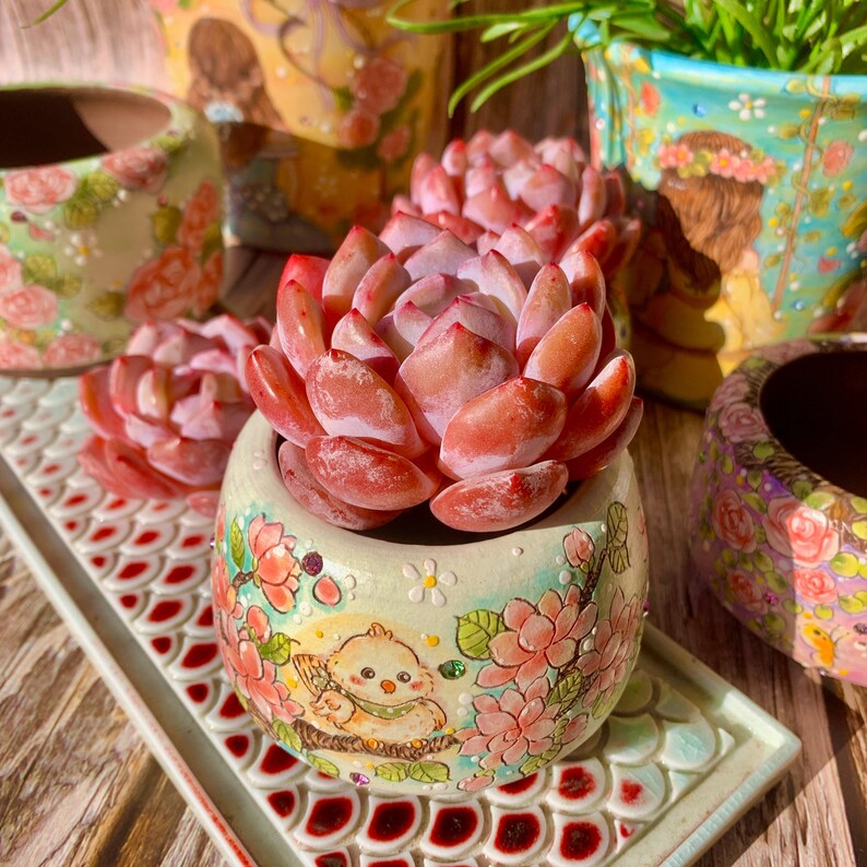 Echeveria 'Orange Monroe' Single-stemmed Live Approx. 3–3.5 inches in Diameter