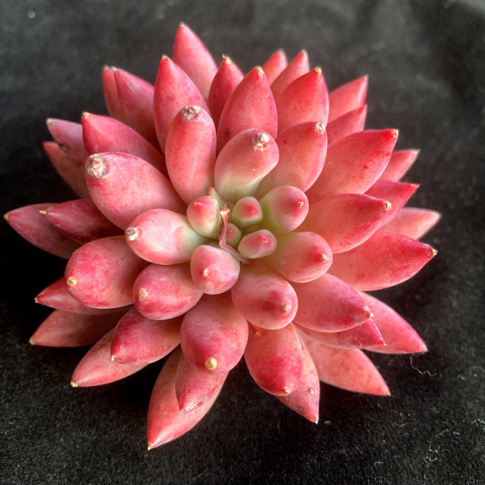 Echeveria 'Corn-poppy' 3"–3.5" Beautiful Color Succulent - Vibrant "Sugar Heart" Center Live Plant