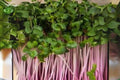 Triton Purple Stem Radish Seeds – Microgreens & Full-Size Harvest, Raphanus sativus, 80 Seeds