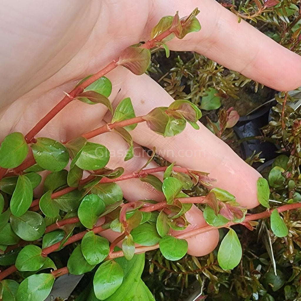 Rotala Vietam H'ra