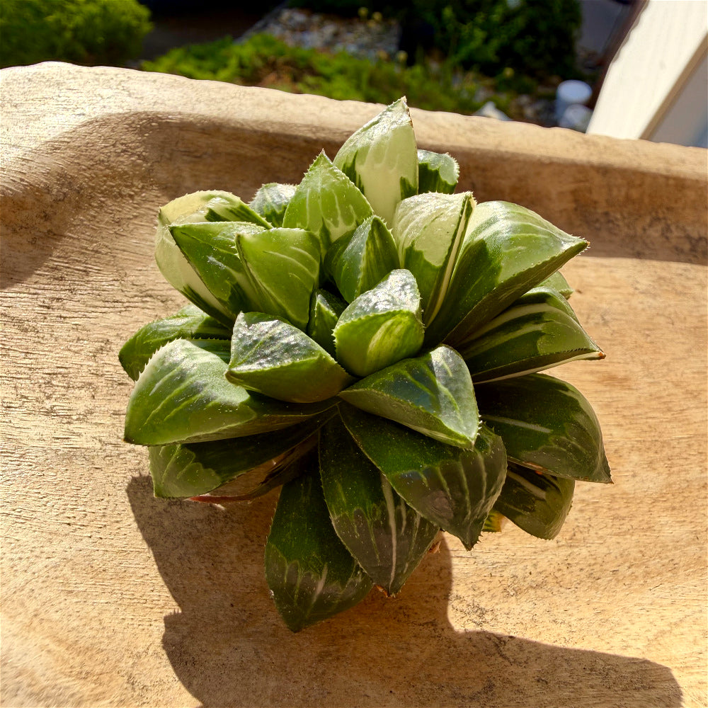 Haworthia 'Heidelbergensis' ~3" Diameter Preferred Succulent Live Plant