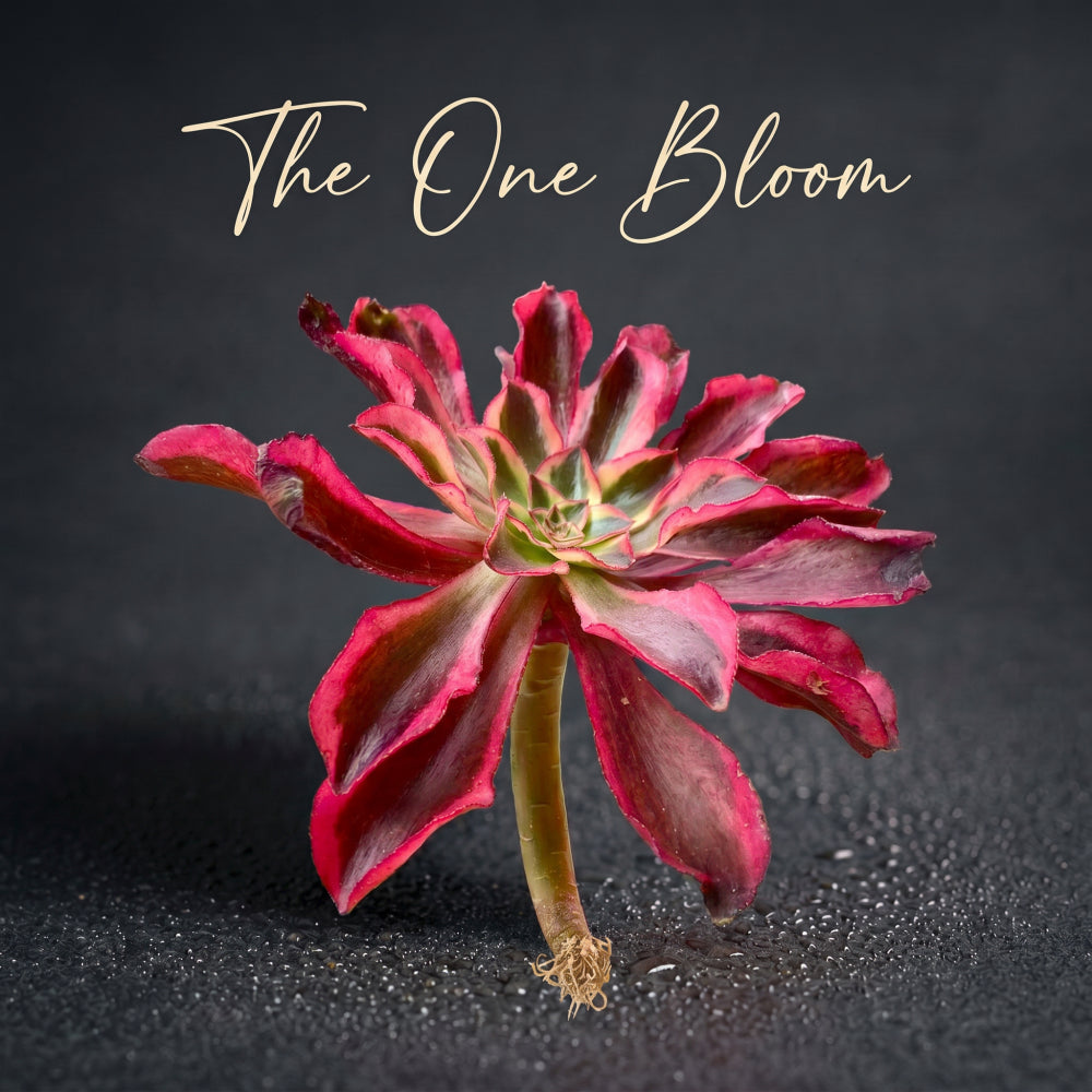 Rare Aeonium 'Phantom' Variegata | 4" Bare Root Succulent | Roots Trimmed & Air Dried | No Pot/Soil | Free Ship 35+ | Live Houseplant